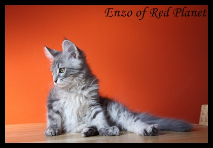 Enzo